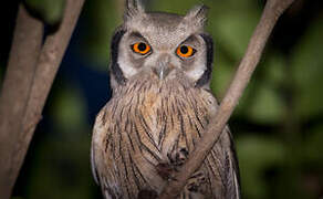 Northern White-faced Owl