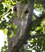 Northern White-faced Owl