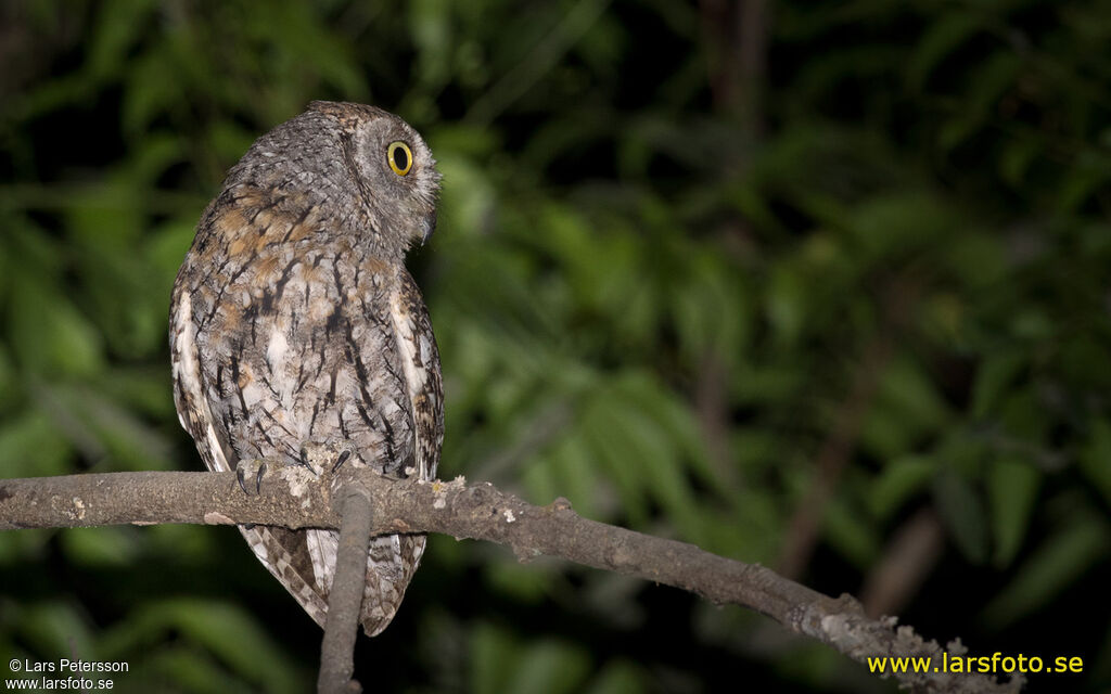 African Scops Owl