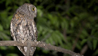 African Scops Owl