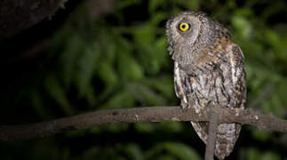 African Scops Owl