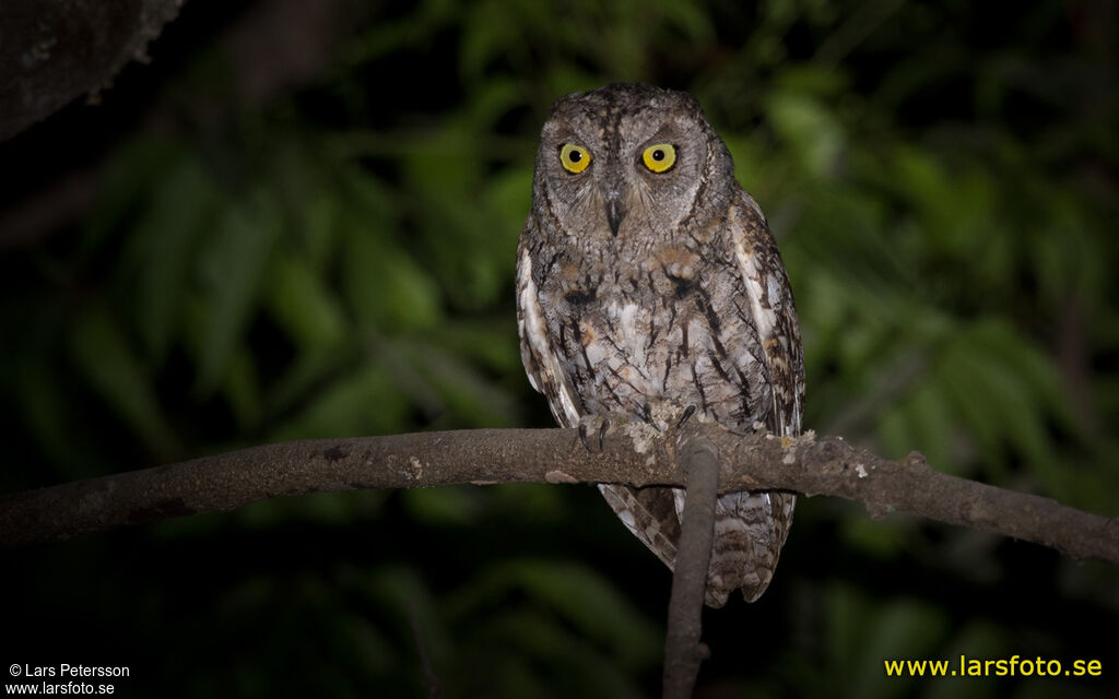 African Scops Owl