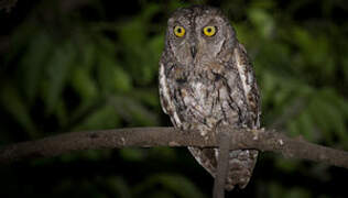 African Scops Owl