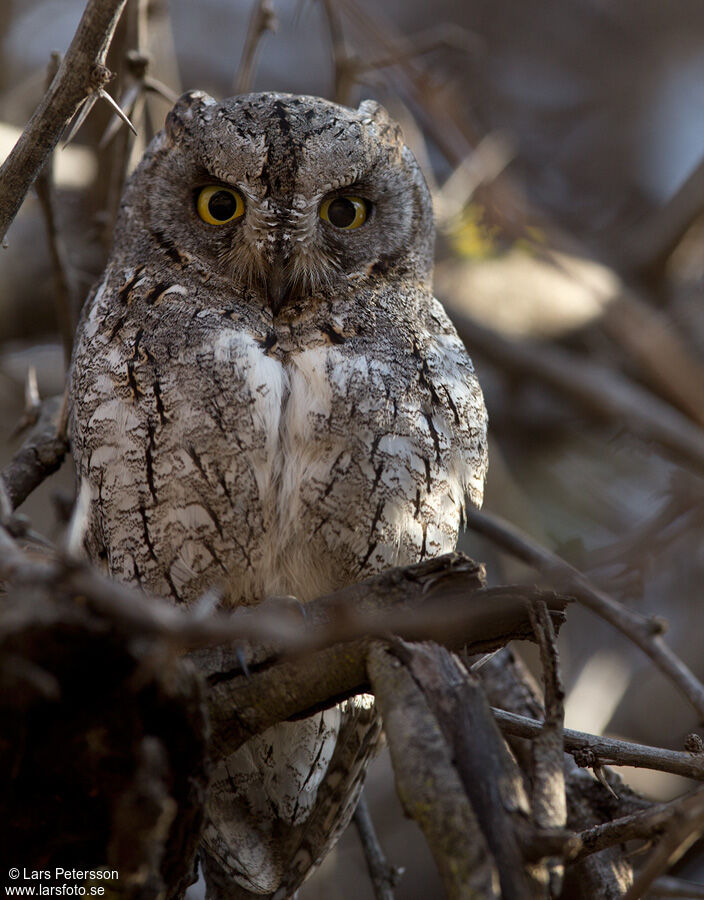 African Scops Owl