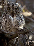 African Scops Owl