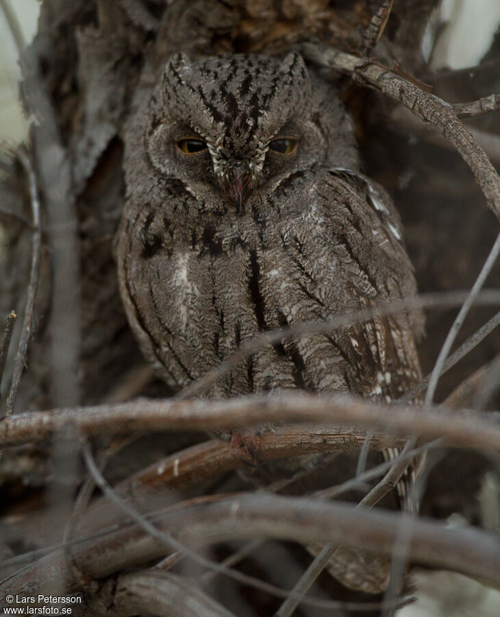 African Scops Owl