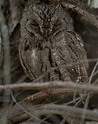 African Scops Owl