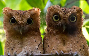 Sokoke Scops Owl