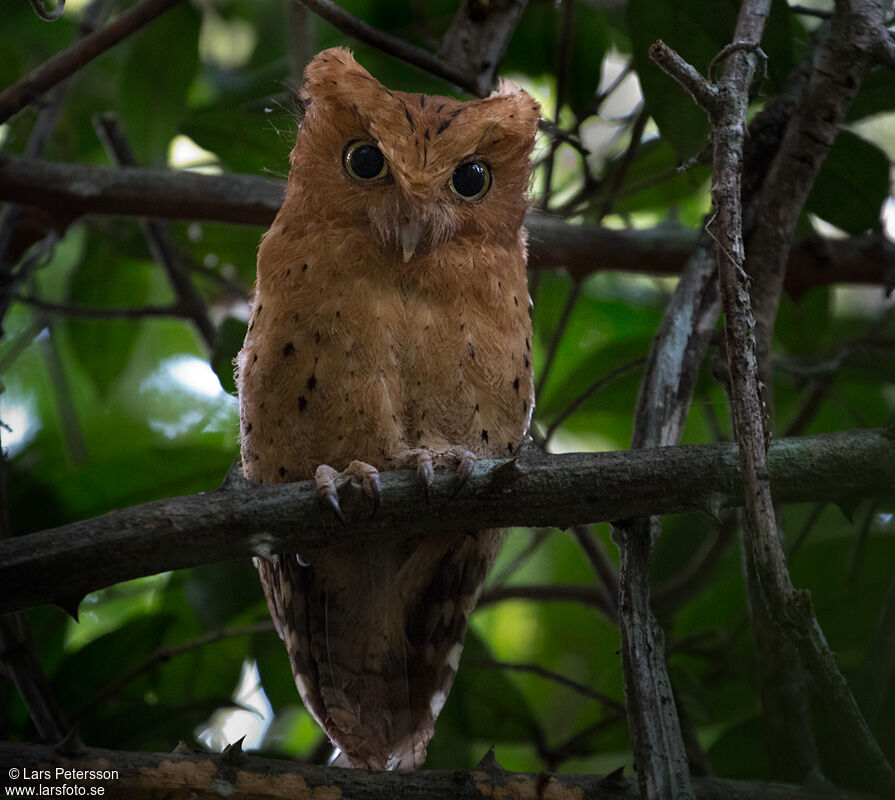 Sokoke Scops Owl