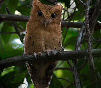 Sokoke Scops Owl