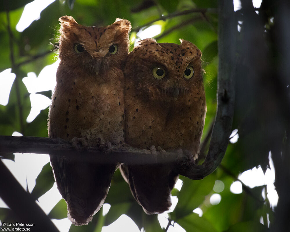 Sokoke Scops Owl