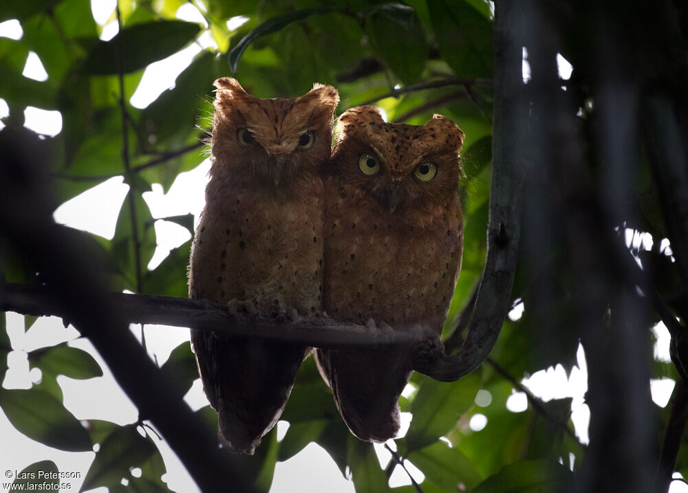 Sokoke Scops Owl