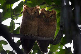 Sokoke Scops Owl