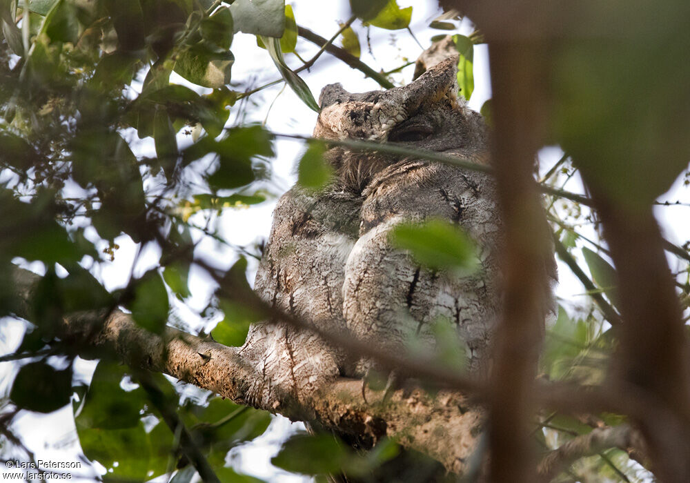 Oriental Scops Owl