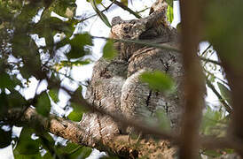 Oriental Scops Owl