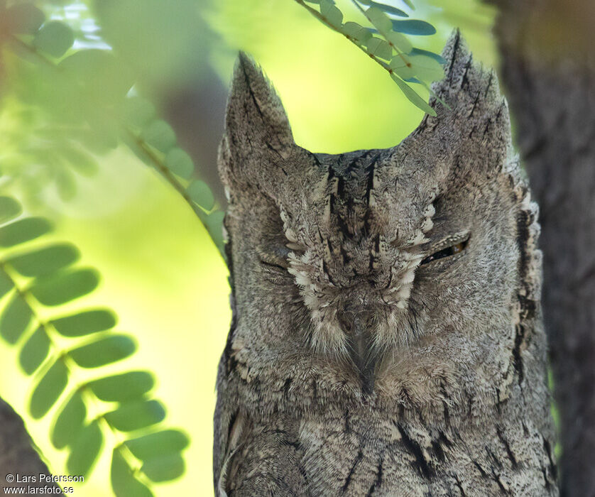 Pallid Scops Owl