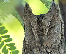 Pallid Scops Owl