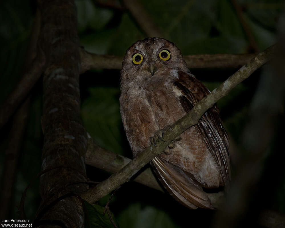 Pemba Scops Owladult, identification