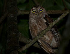 Pemba Scops Owl