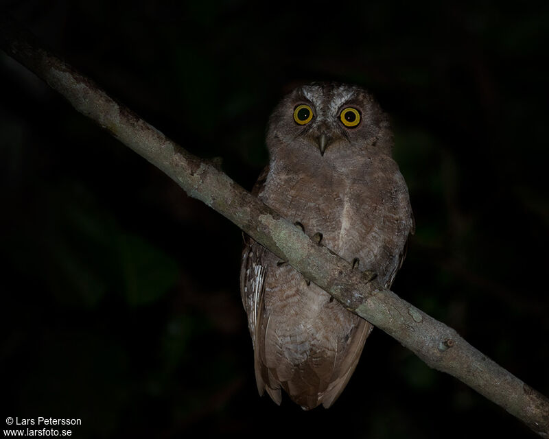 Pemba Scops Owl