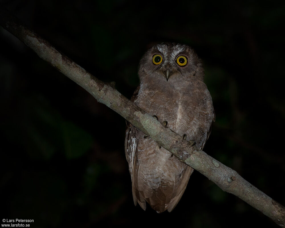 Pemba Scops Owl