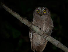 Pemba Scops Owl