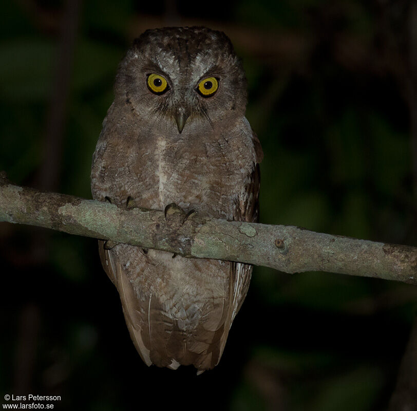 Pemba Scops Owl