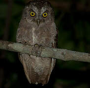 Pemba Scops Owl