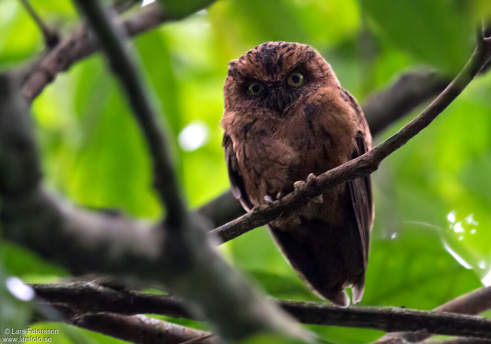 Sao Tome Scops Owl