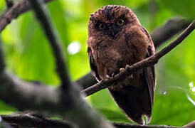Sao Tome Scops Owl