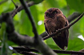 Sao Tome Scops Owl