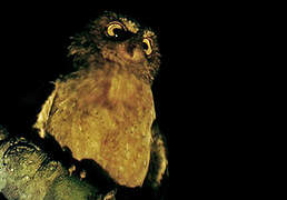 Andaman Scops Owl