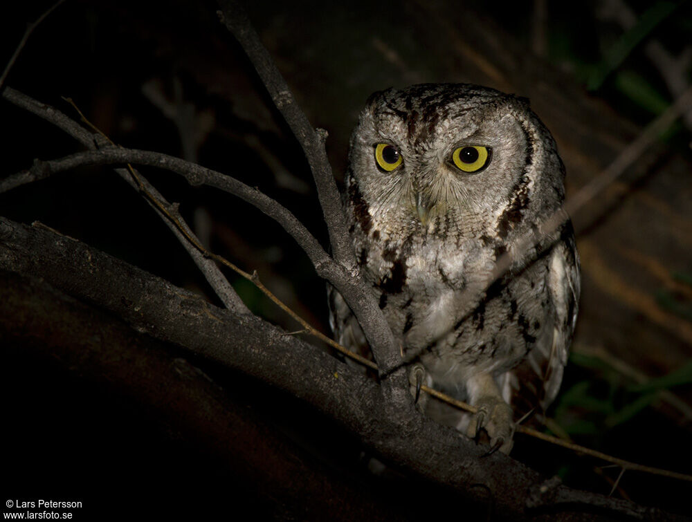 Western Screech Owl