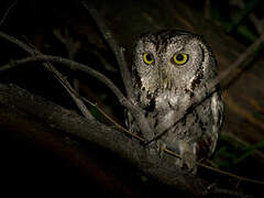 Western Screech Owl