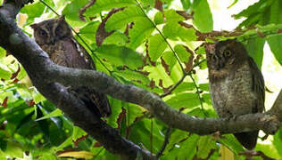 Ryukyu Scops Owl