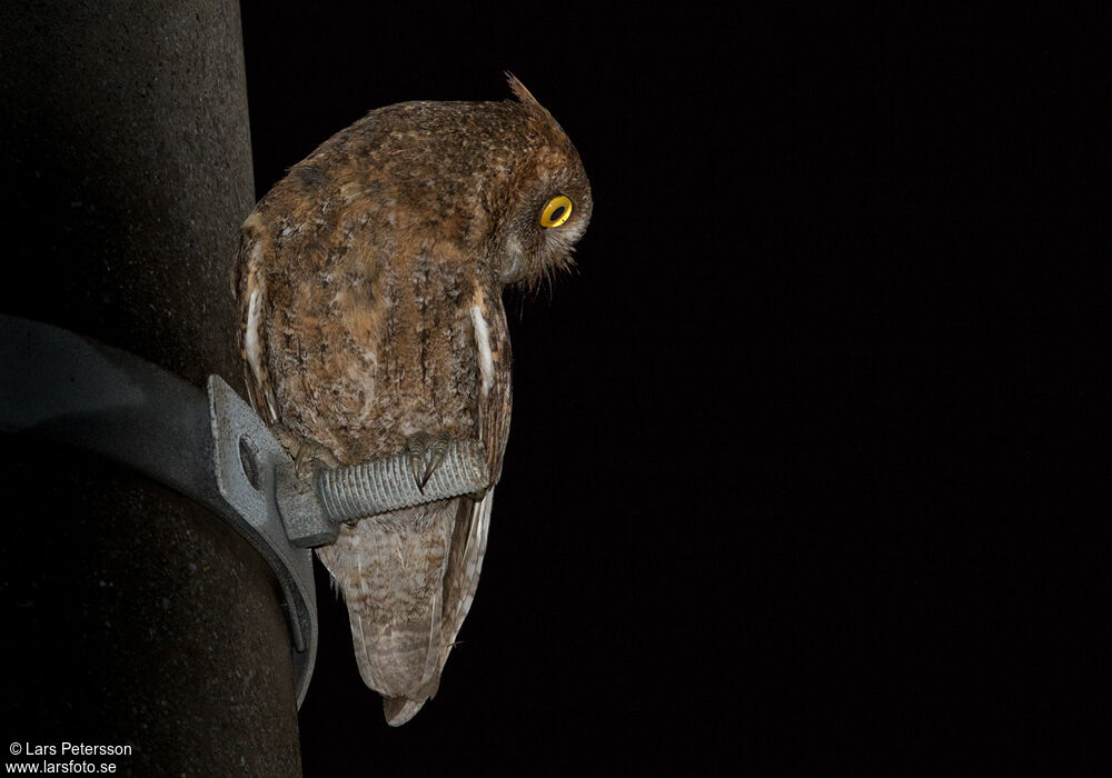 Ryukyu Scops Owl