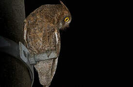 Ryukyu Scops Owl