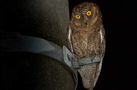 Ryukyu Scops Owl