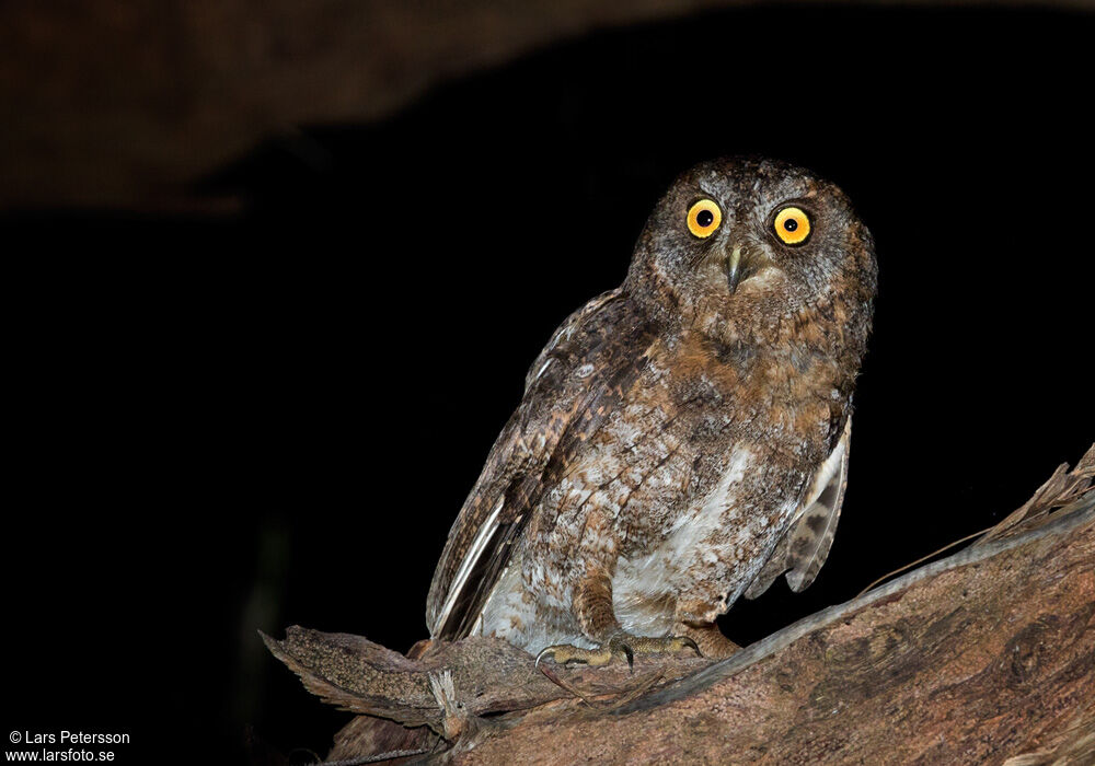 Ryukyu Scops Owl