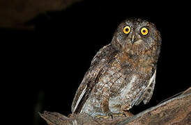 Ryukyu Scops Owl