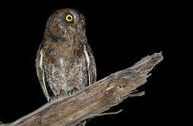 Ryukyu Scops Owl