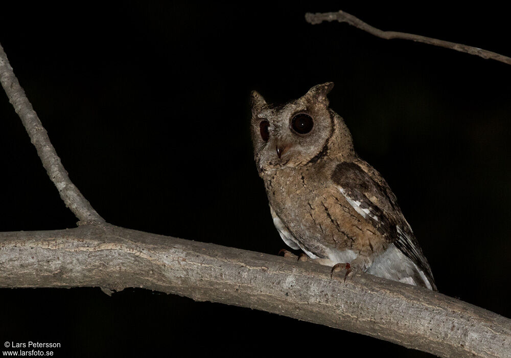 Indian Scops Owl