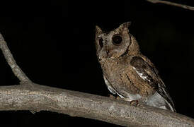 Indian Scops Owl