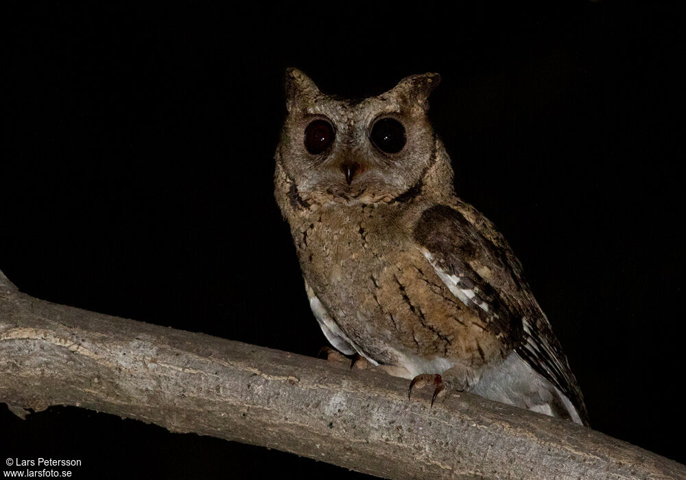 Indian Scops Owl