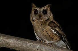 Indian Scops Owl