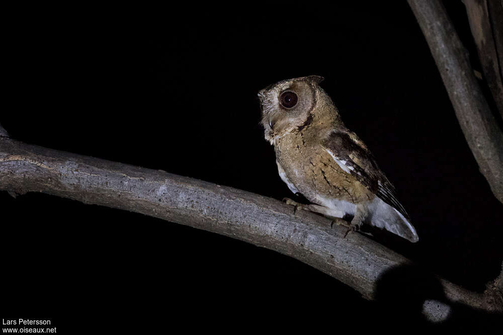 Indian Scops Owl