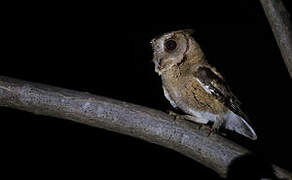 Indian Scops Owl