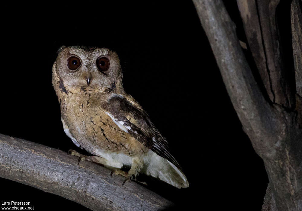 Indian Scops Owladult