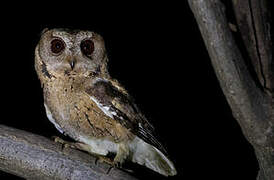 Indian Scops Owl