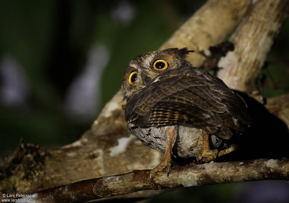 Moluccan Scops Owl